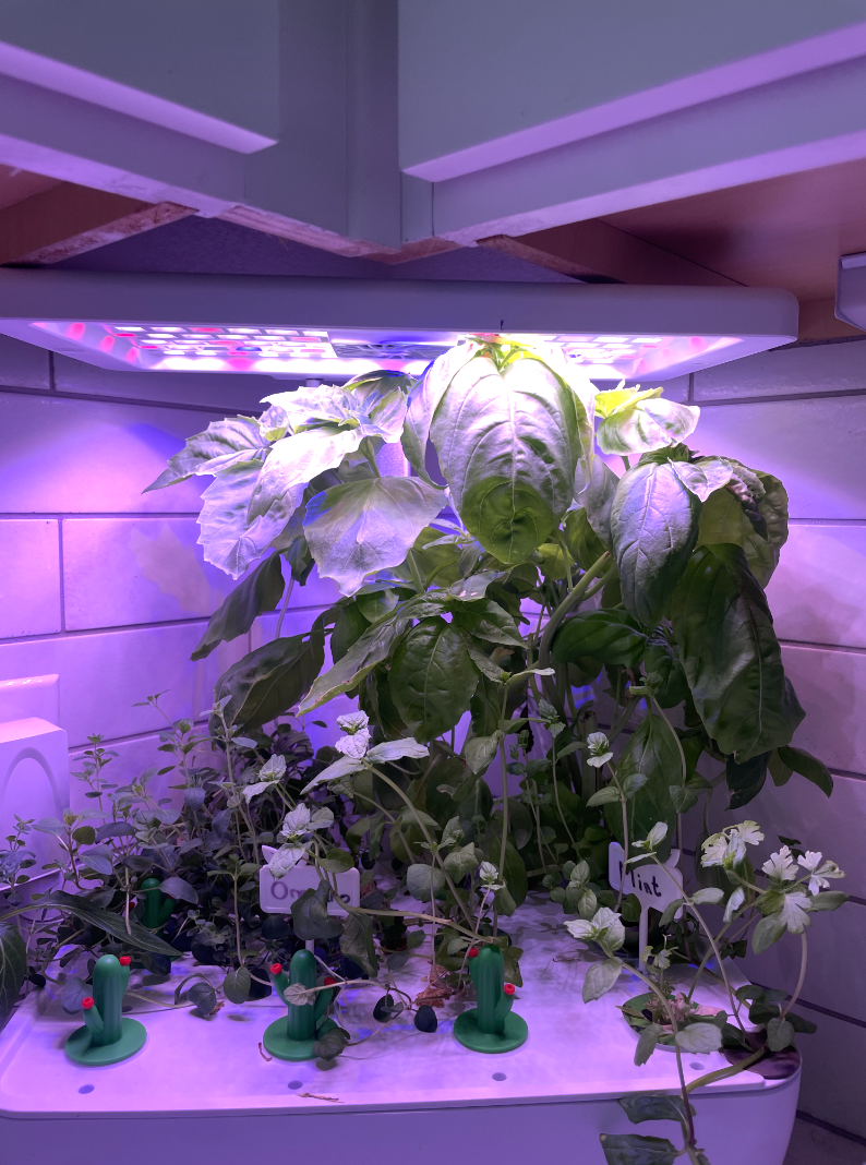 Hydroponic gardening proves to be a way to grow fresh produce in even the smallest of spaces. 